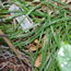 Carex flacca Bias